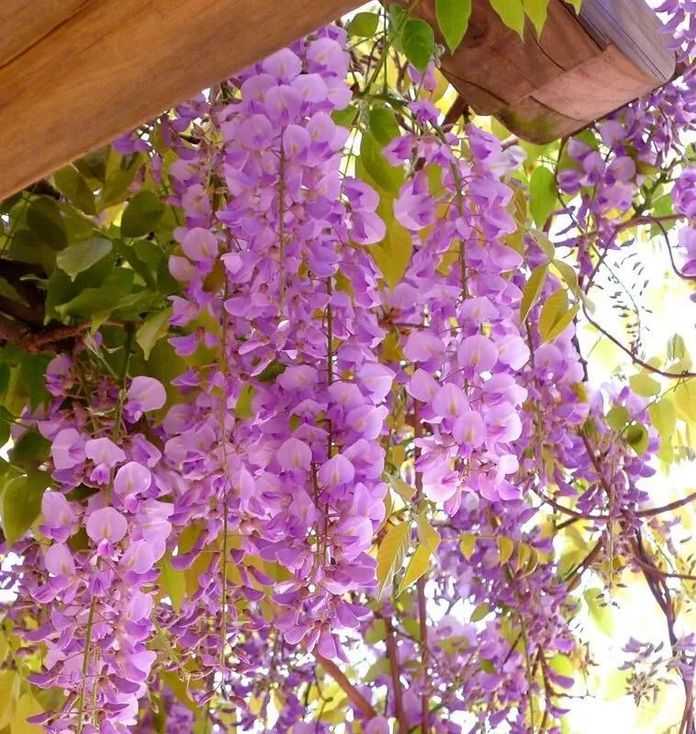 第一，紫藤花