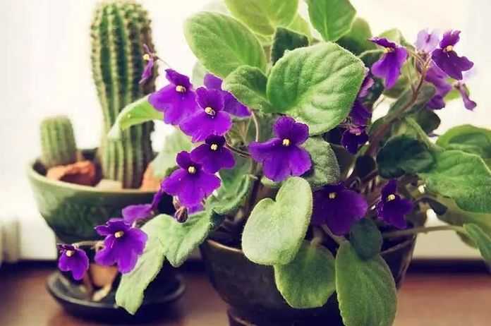 1.非洲紫羅蘭
