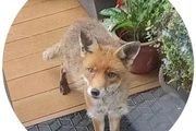 蘇格蘭女子每天在自家花園投餵野生狐狸家族，25年餵了4代狐！卻被狂批害慘當地…