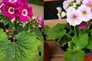 4月後很多怕熱的植物要謹慎栽種，這幾種耐熱花卉就很適合種