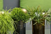 耐陰的盆栽絲葦，這種仙人掌植物好養耐看，室內也能養好