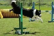 邊牧專欄丨訓練邊境牧羊犬跳躍