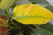 家裡的植物變黃，有6種不同情況，這樣處理能及時恢復