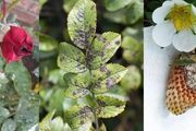 早春提前預防植物病蟲害，附詳細辨別和用藥指南