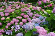10種「硬氣花」，能在北方造花園，沾土狂爆花，一棵養百年