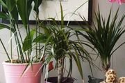 6種常見的弱光植物，能室內半陰的環境，養窗臺便可維持良好狀態