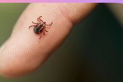 危險！被這種蟲叮咬後，密接可傳染，嚴重會致死！護士該如何防護？