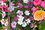提前種好這8種開花燦爛的植物，陽台和院子會一直有花開