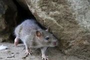 最新發現：紐約老鼠身上發現多種 COVID 變體