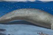 有史以來最大的鯨魚可能重達340噸 | 科技趣評