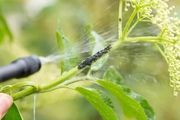 養植物必定經過的一種蟲害，有特別容易清理，蚜蟲防治指南